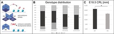 Loss of Wiz Function Affects Methylation Pattern in Palate Development and Leads to Cleft Palate